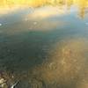 Cold gases rising from the bottom of Cold Boiling Lake (white dots across the top of the picture) are trapped under a thin layer of ice covering the lake on a cold Novemeber day.