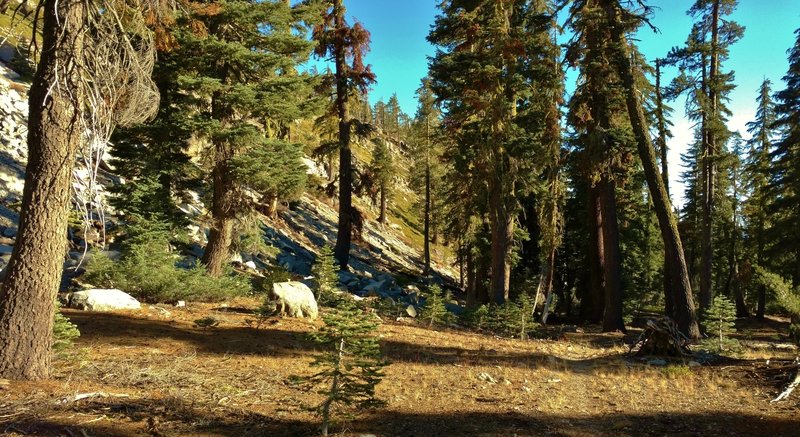 Rocky hillsides and tall firs along Twin Meadows Trail.