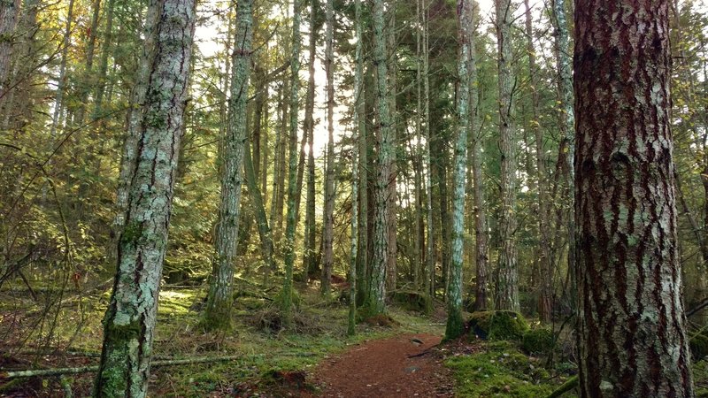 The woods along Young Hill Trail.