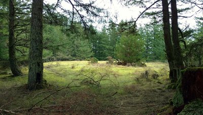 The top of Turtleback Mountain is flat and surrounded by trees, thus hiding magnificent views of the San Juan Islands.