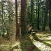 Sunlight streams through the firs and other trees along Center Loop Trail.