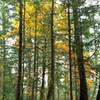 Fall color among the always dark green firs along Lost Oak Trail.