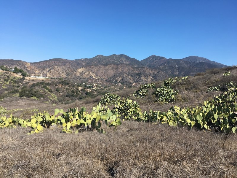 View of Trbuco Canyon Community Church across the cactus meadow.