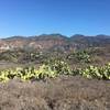 View of Trbuco Canyon Community Church across the cactus meadow.