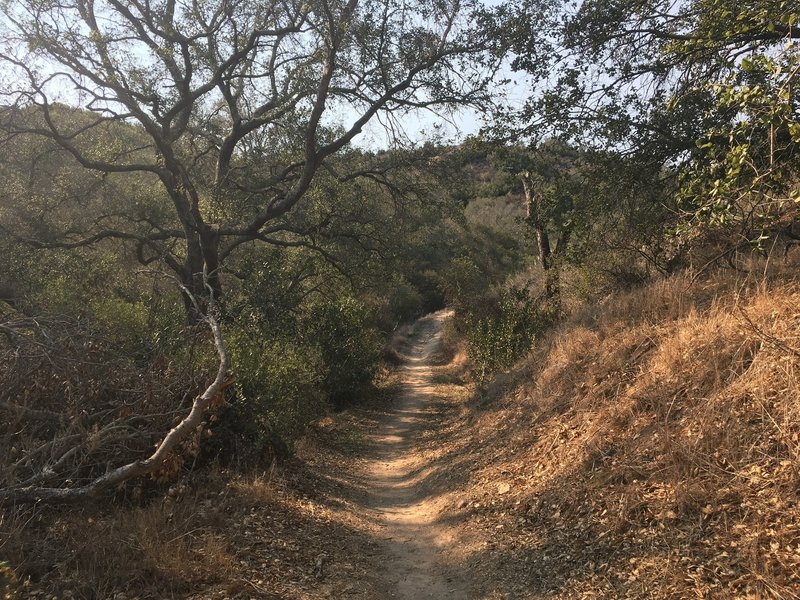 Horses and hikers only on this part of the trail. Lots of shade. Beautiful!