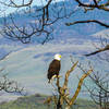 Bald eagle near Emigrant Lake quarry in Jan. 2015