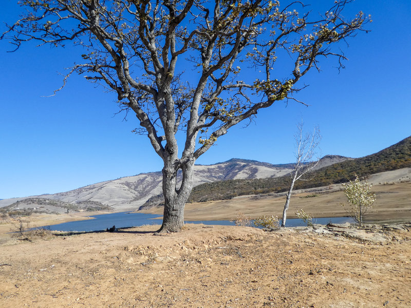 View from bottom of pioneer cemetery at Emigrant Lake; interesting joined tree.