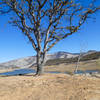 View from bottom of pioneer cemetery at Emigrant Lake; interesting joined tree.