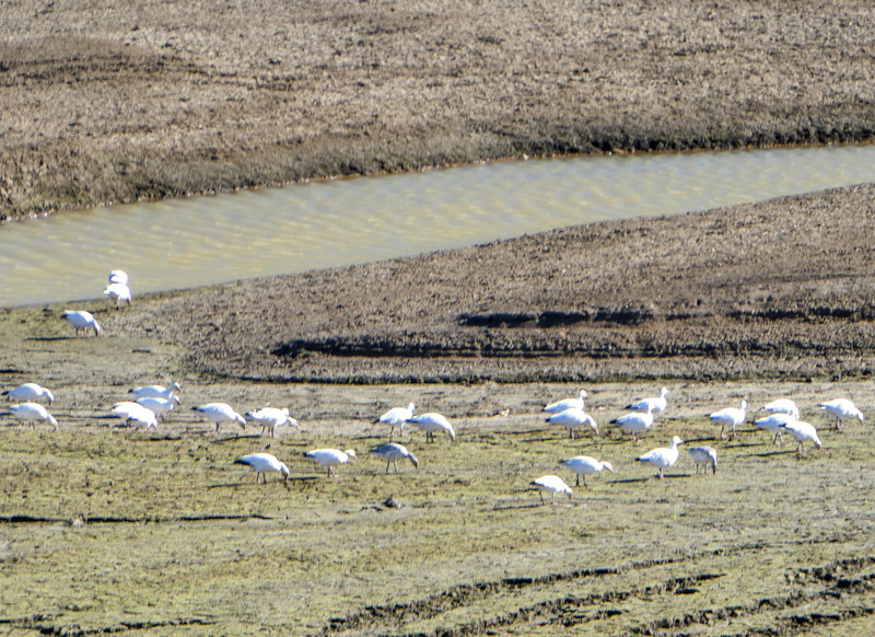 Snow geese at Emigrant Lake 11-11-2018