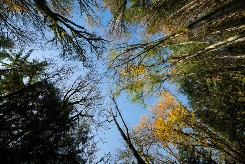 A dab of color on a fall afternoon.