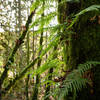 There's moss and ferns aplenty at Squires Lake Park.