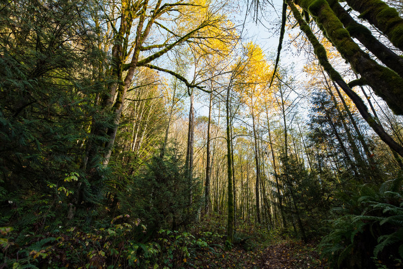 Open forest surrounds this singletrack section of the Beaver Pond Loop Trail.