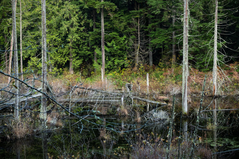 Beaver Pond is less visible than its larger neighbor, but the trees and vegetation in it's dark waters are more interesting.