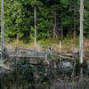 Beaver Pond is less visible than its larger neighbor, but the trees and vegetation in it's dark waters are more interesting.