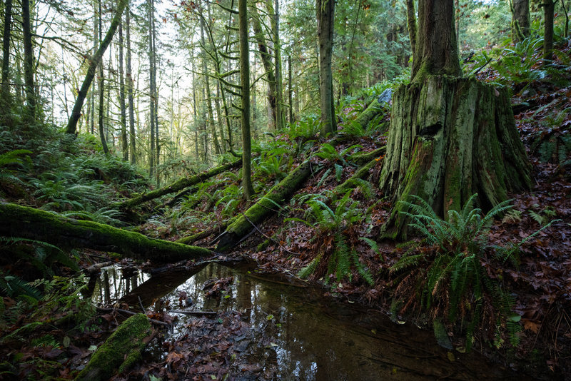 The next generation of trees rises out of the old growth remains next to this lovely stream.