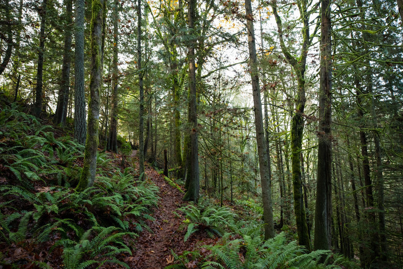 Getting close to the top of the South Ridge Trail.