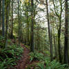 Getting close to the top of the South Ridge Trail.