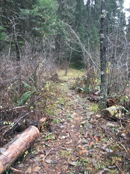 Mid section of trail