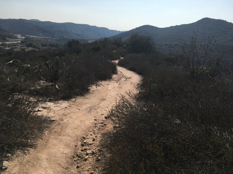 Nice singletrack going through lots of brush