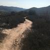 Nice singletrack going through lots of brush