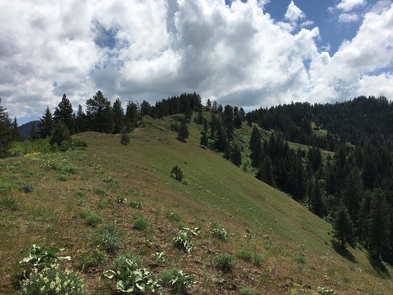 Looking south back up Tiger Ridge Trail