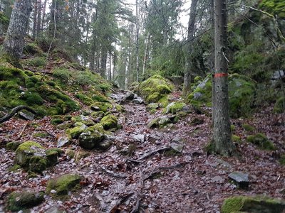 Wet and slippery roots and stones at the Sörmland Trail in Tyresta National Park. You also see the specific marking colour of the trail -  orange.
