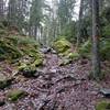 Wet and slippery roots and stones at the Sörmland Trail in Tyresta National Park. You also see the specific marking colour of the trail -  orange.