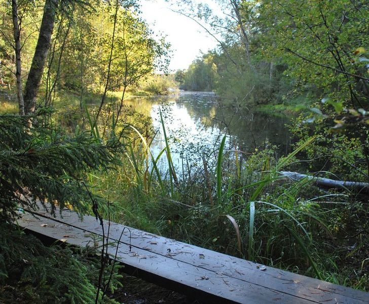 The wilderness in Tyresta National Park, made easier to conquer with some man-made footbridges.