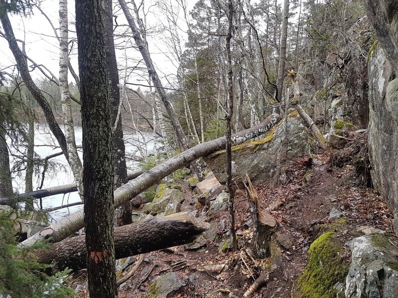 The beavers hard work have paid off, the technical trail along Lake Mörtsjön is tougher than ever.