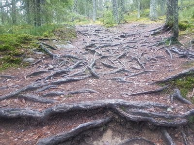The roots never sleep, be aware!