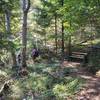 A bench along the Steep Canyon Rangers Trail