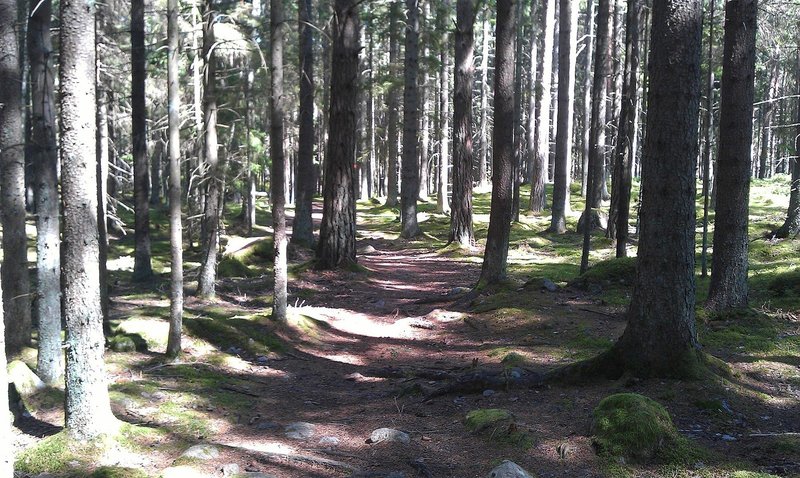 A typical forest along the Roslagsleden Trail.