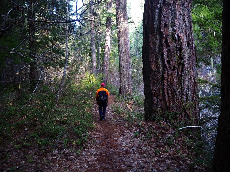 Passing old-growth along the Rogue River