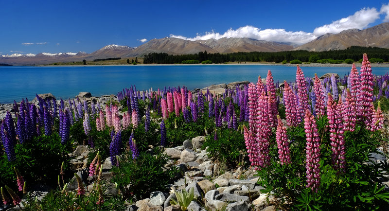 Lake Tekapo in the spring.