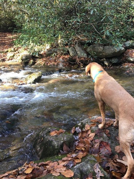 Creek crossing