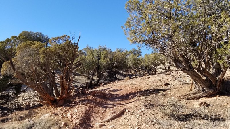 Junipers along the way.