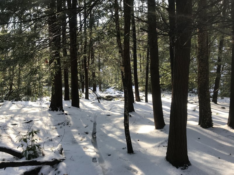 A little grove of coniferous trees.