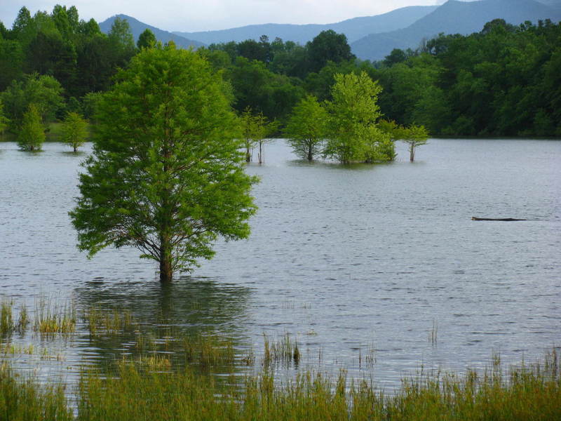 Trees in the lake