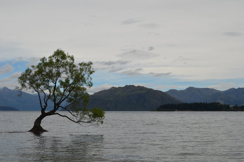 The Lone Tree