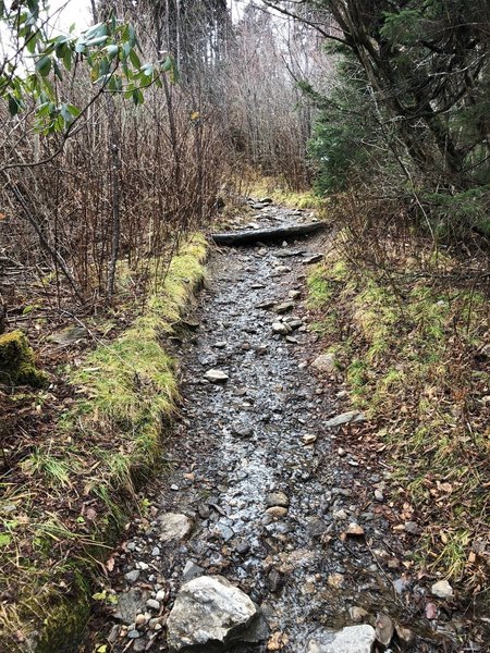 Trail after the initial paved portion ends.