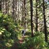 Through deep forest on the way to Cape Ferrelo