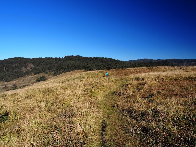 Crossing the open grassy fields on the cape.