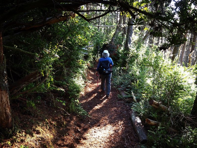 Descending thick forest and salal on Cape Sebastian