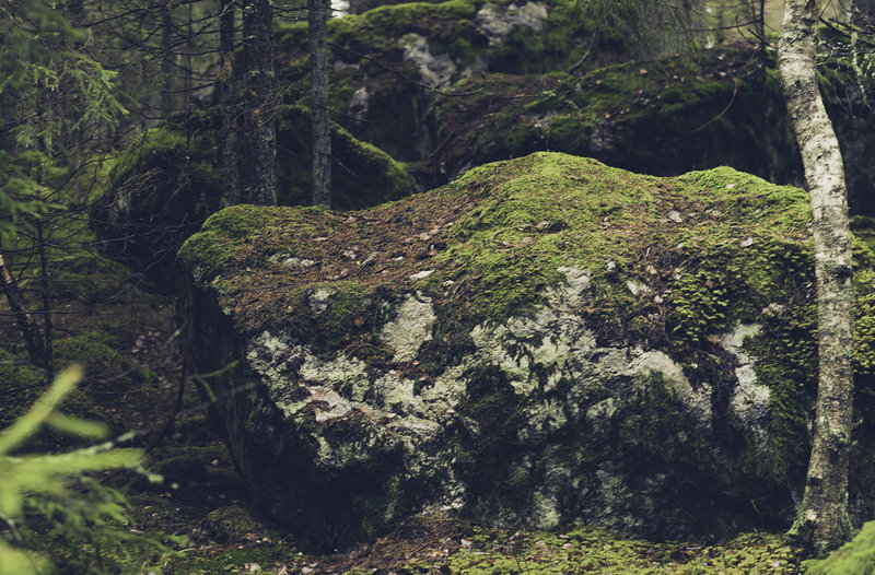 Traces from the last ice age are always present in Tyresta National Park.