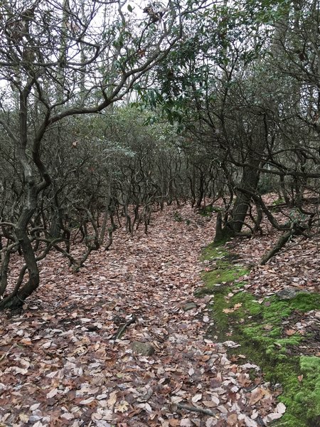 Spooky trees near the shore of the pond.