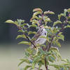 Savannah Sparrow at Frohring Meadows