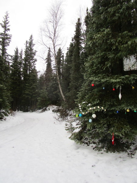 Decorated Trees Along the Homestead Trail