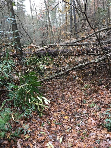 Tons of downed trees to crawl through/over/go around right now due to ice storm on 11/23/18