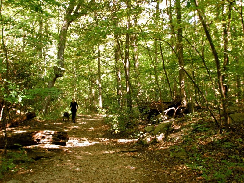 Amicalola Falls