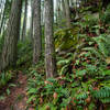 A steep slope and lots of ferns makes fro an interesting setting along the start of the Hillside Trail.